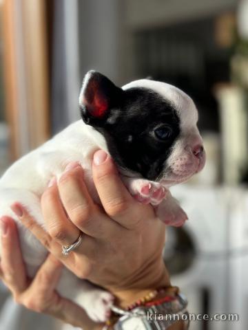 Chiot bouledogue français a donner 