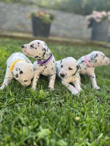 Chiot dalmatien a donner 