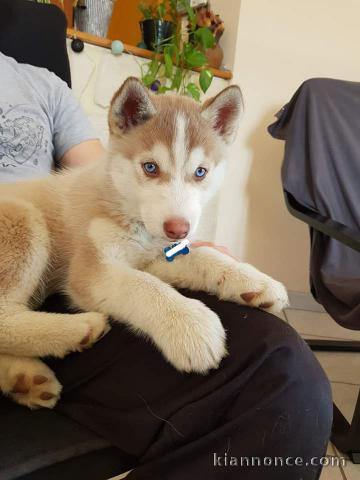 Je donne chiot husky sibérien 