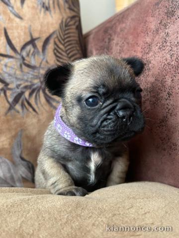 Chiot bouledogue français 