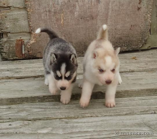 Deux chiots husky sibérien a donner 