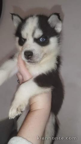 Adoption chiot sibérien husky 