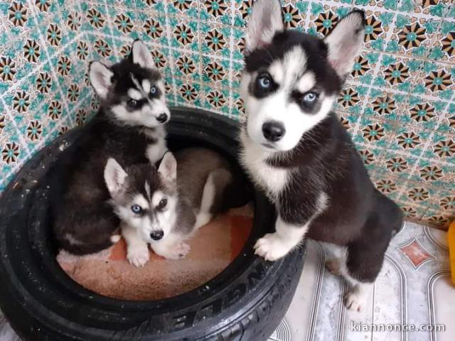 Je donner chiot husky sibérien 