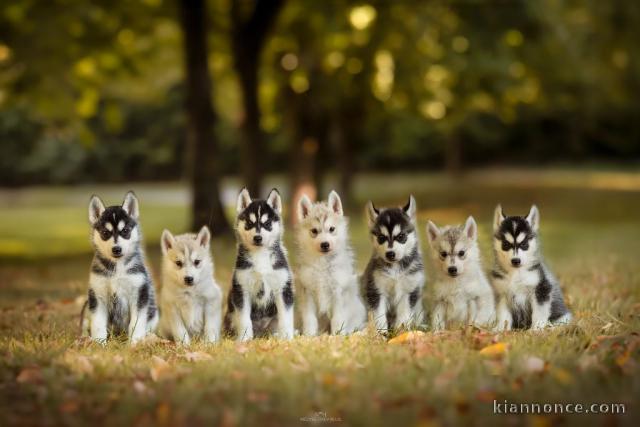 Dons chiot husky prêt de chez vous 