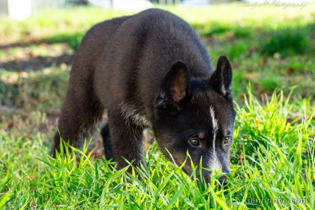 Chiot husky sibérien 