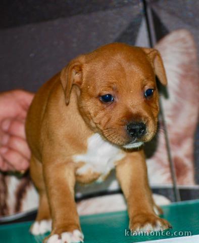 Chiot staffie disponibles de suite 