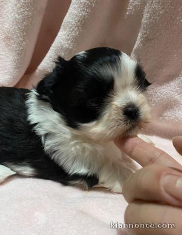 Chiot Shih Tzu à donner 