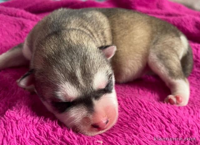 Chiot husky sibérien à adopter 