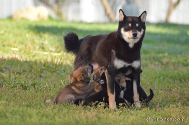 Chiot Shiba adorable 