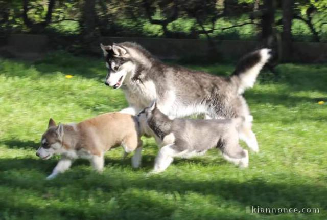 Je donne chiot husky sibérien 