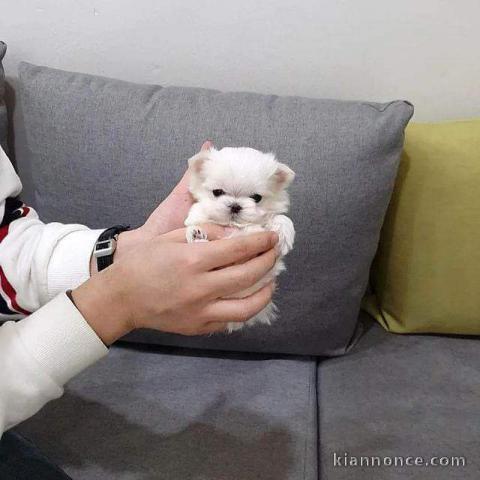 Magnifique chiots Bichon maltais 