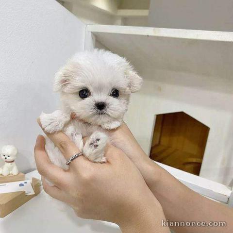 Magnifique chiots Bichon maltais 