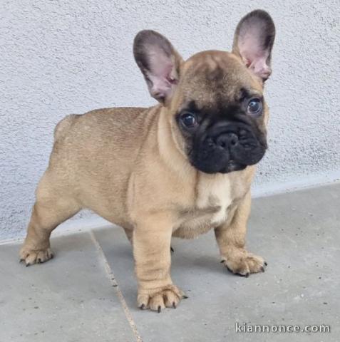 Chiot Bouledogue Français a donner