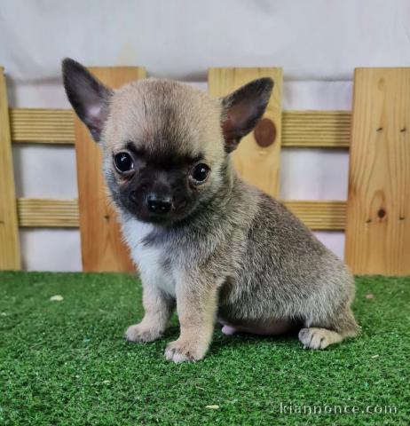 Chiot chihuahua  a donner