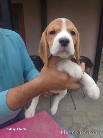 Beagle chiots à vendre