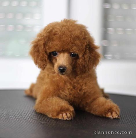 Chiots Toy Poodle à vendre