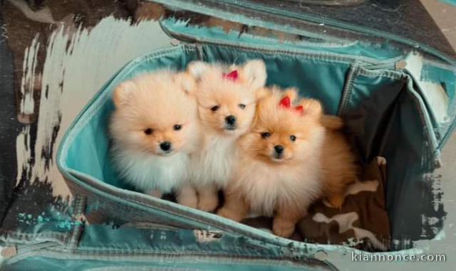 Adoption chiot spitz nain Poméranie 