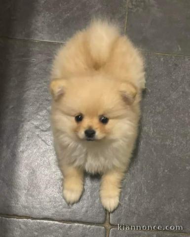 Chiot Spitz nain Poméranie 