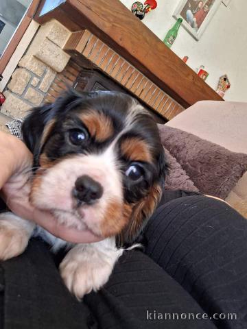 Chiot cavalier king charles disponibles de suite 