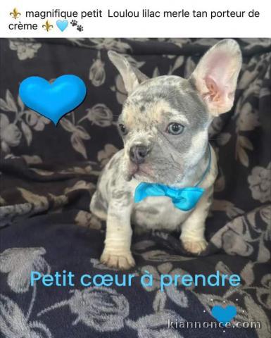 Chiot bouledogue français disponibles pour adoption 