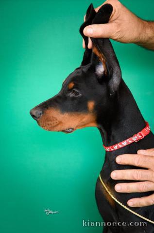 Dobermann chiots à vendre