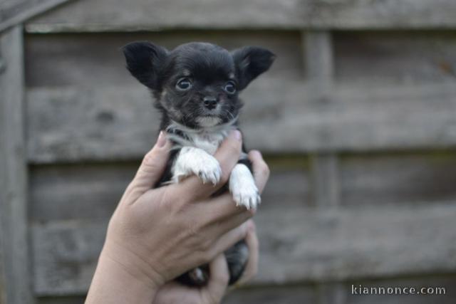 Chiot chihuahua mâle à donner 