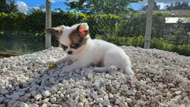 Je donne chiot chihuahua femelle 