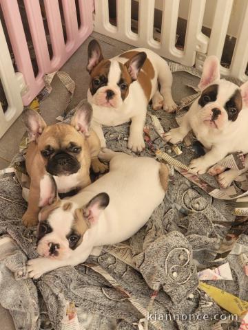 Dons chiot bouledogue français disponibles 