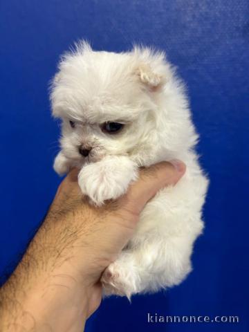 Chiot bichon maltais à donner 