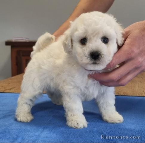 Chiot bichon frisé adopter 