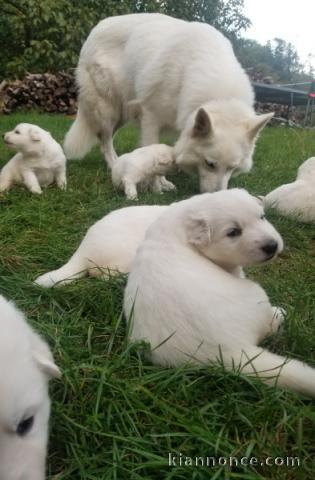 Chiot berger blanc suisse adorable 