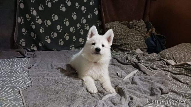 Chiot berger blanc suisse sont disponibles 