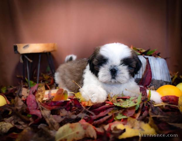 Chiot Shih Tzu à donner 