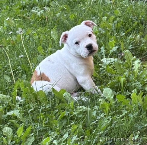 Chiot staffie disponibles de suite 