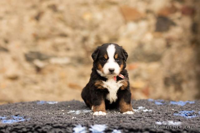 Chiot bouvier bernois adorable 