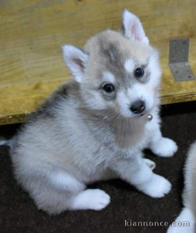 Chiot husky sibérien à adopter 