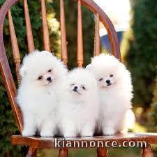 A donner chiots spitz nains blancs lof