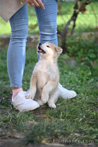 Chiots Akita Inu japonais