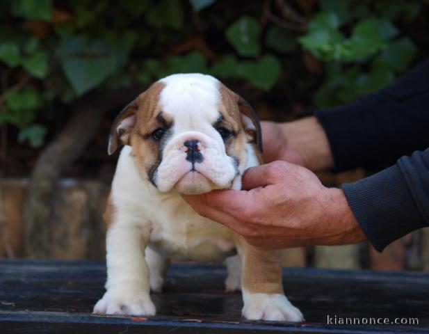 Beaux chiots Bulldog Anglais