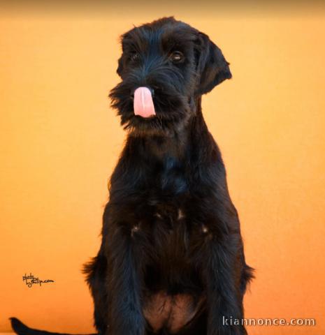 Chiots Schnauzer Noir Géant