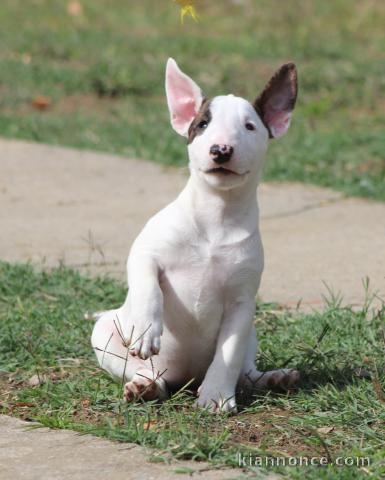 Chiots Mini Bull Terrier