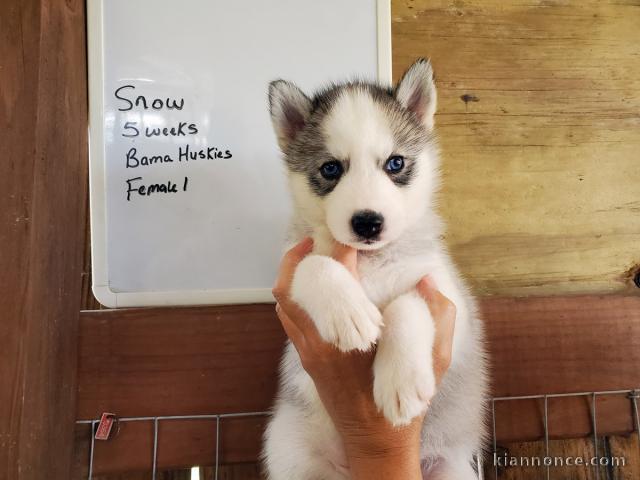 Adorables chiots husky