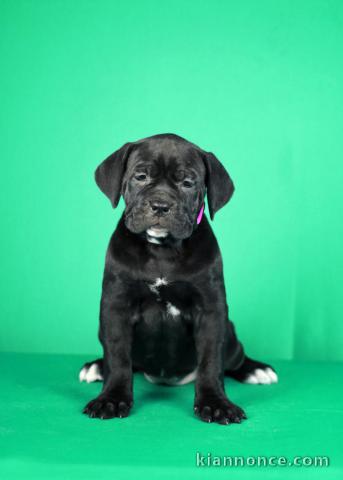 Cane Corso chiots à vendre