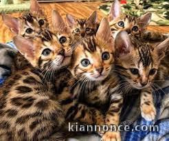 Superbes chatons Bengal disponibles