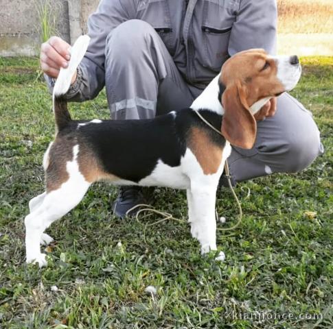 Beagle femelle à vendre