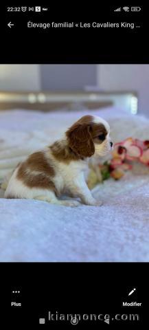 Adoption chiot cavalier king charles disponibles 