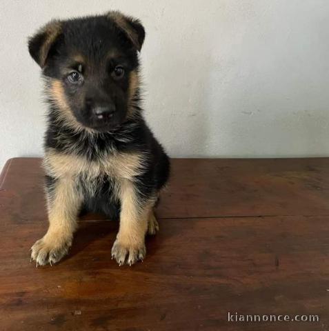 Chiot berger allemand à adopter 