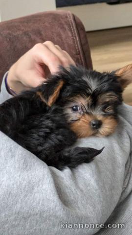 Adorable chiot yorkshire terrier à donner 