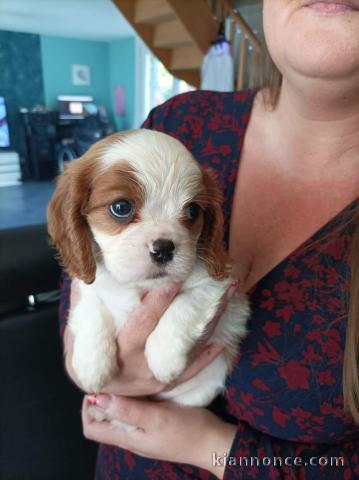 Je donner chiot cavalier king charles disponibles 