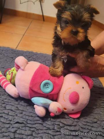 Chiot yorkshire terrier 